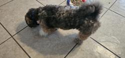 Found/Stray Male Dog last seen Tres Caminos and Centro Hermosa, San Antonio, TX 78245