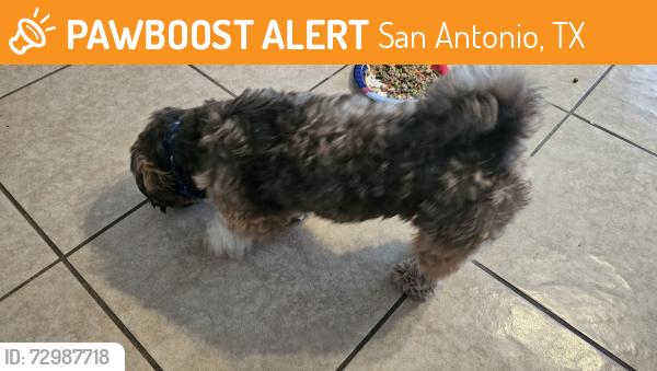 Found/Stray Male Dog last seen Tres Caminos and Centro Hermosa, San Antonio, TX 78245