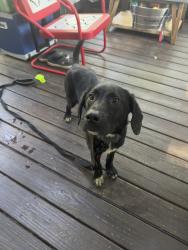 Found/Stray Male Dog last seen Oak Grove and South Pointe in West Homewood, Homewood, AL 35209