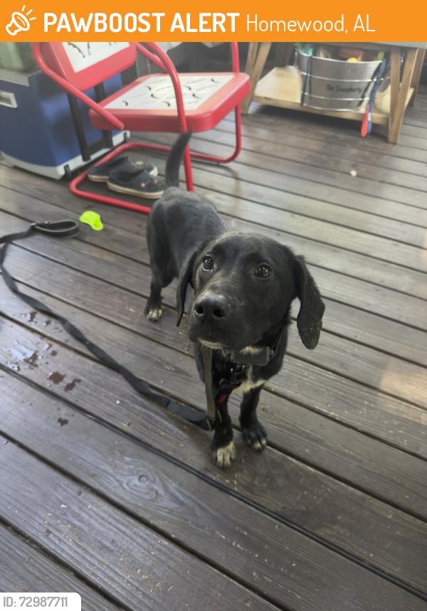Found/Stray Male Dog last seen Oak Grove and South Pointe in West Homewood, Homewood, AL 35209