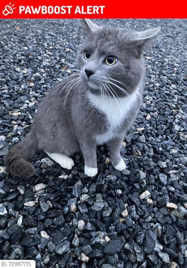 Lost Male Cat last seen Post oak road, quails meadows , Spotsylvania Courthouse, VA 22551