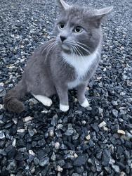 Lost Male Cat last seen Post oak road, quails meadows , Spotsylvania Courthouse, VA 22551