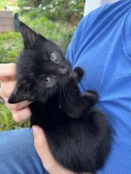 Found/Stray Female Cat last seen Golden Gate Shopping Center, Greensboro, NC 27405