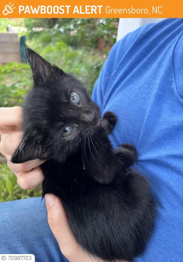 Found/Stray Female Cat last seen Golden Gate Shopping Center, Greensboro, NC 27405