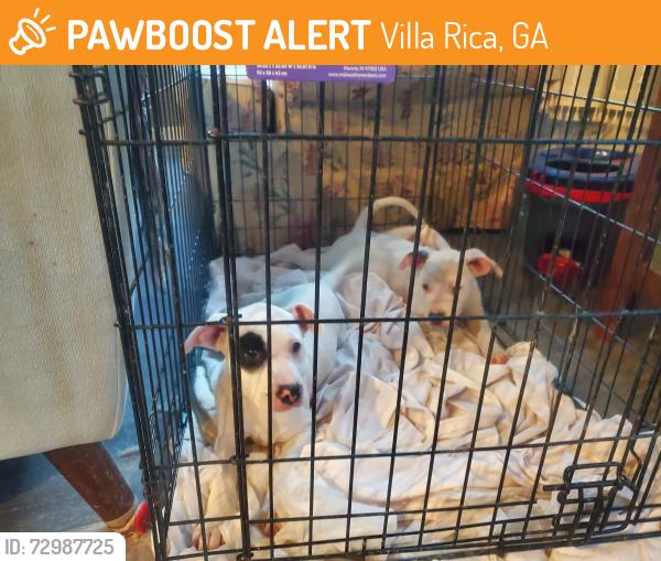 Found/Stray Unknown Dog last seen Hynes Drive and Bankhead Drive, Villa Rica, GA 30180