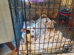 Found/Stray Unknown Dog last seen Hynes Drive and Bankhead Drive, Villa Rica, GA 30180