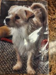 Reunited Female Dog last seen Tecumseh, OK, USA, Tecumseh, OK 74873