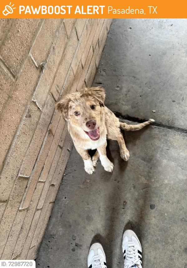 Found/Stray Male Dog last seen apmt Bryton Hill , Pasadena, TX 77506