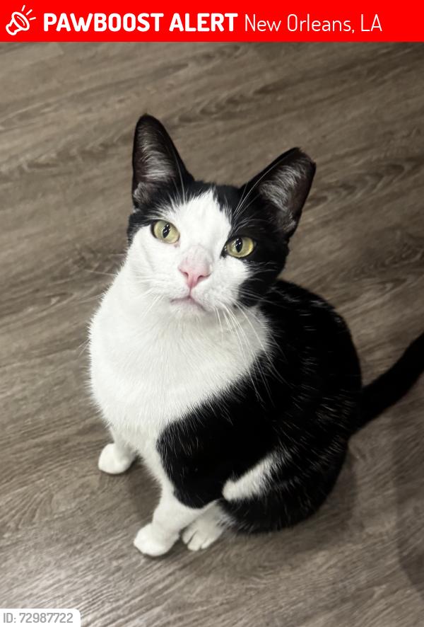 Lost Male Cat last seen 40th Street & Fleur-de-leis, New Orleans, LA 70124