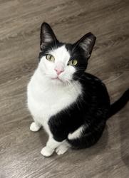 Lost Male Cat last seen 40th Street & Fleur-de-leis, New Orleans, LA 70124