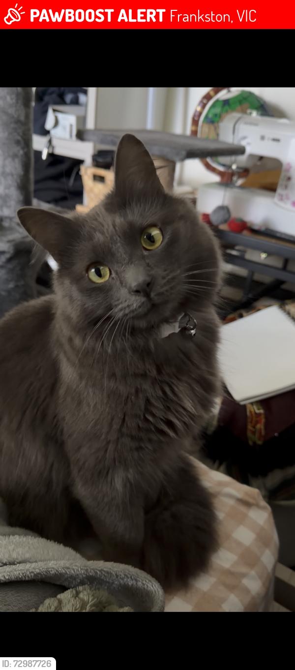 Lost Male Cat last seen Frankston, Frankston, VIC 3199