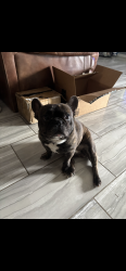 Lost Male Dog last seen Luckey Ranch Subdivision, San Antonio, TX 78252