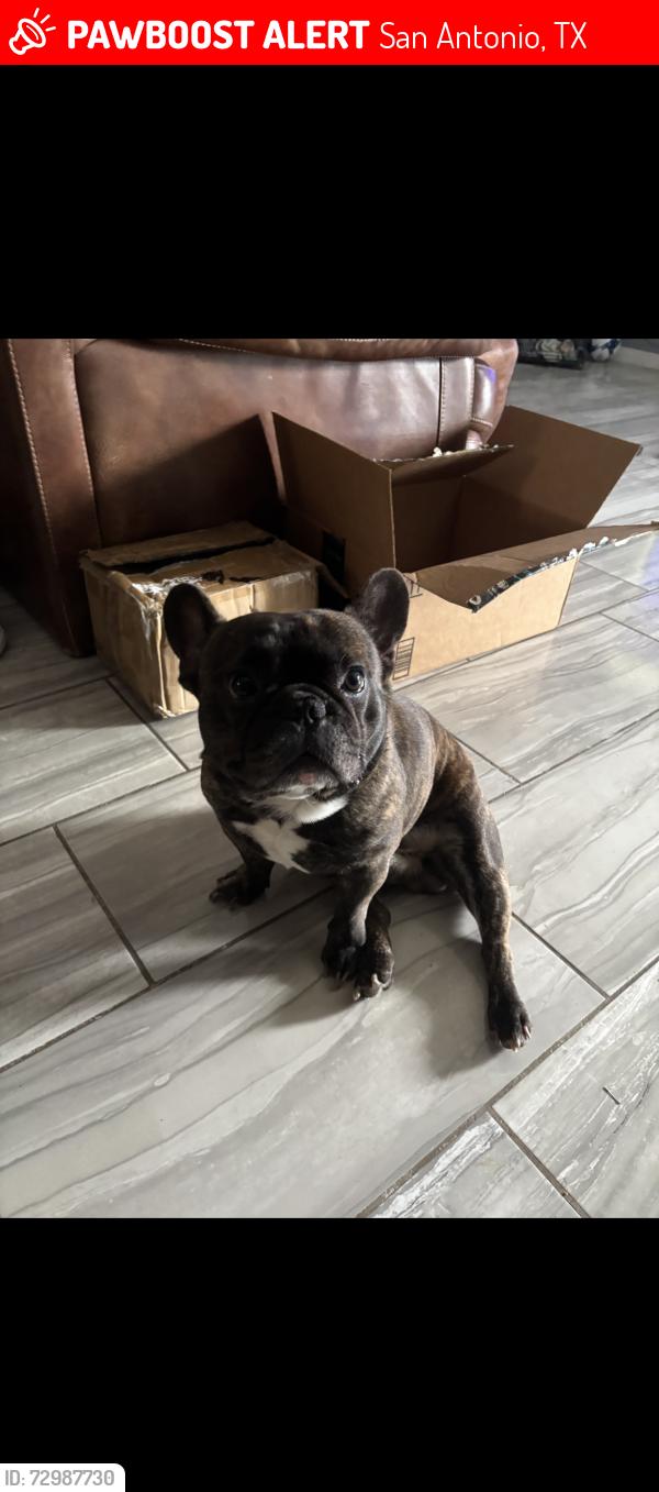 Lost Male Dog last seen Luckey Ranch Subdivision, San Antonio, TX 78252
