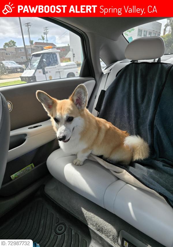 Lost Female Dog last seen Grand Ave, Spring Valley, CA 91977