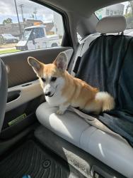 Lost Female Dog last seen Grand Ave, Spring Valley, CA 91977