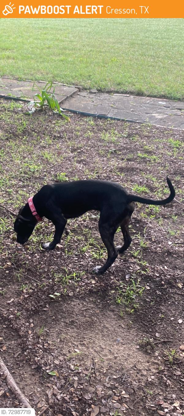 Found/Stray Male Dog last seen Pate road and Gardengate court, Cresson, TX 76035