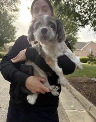 Found/Stray Male Dog last seen Zia drive , Virginia Beach, VA 23456