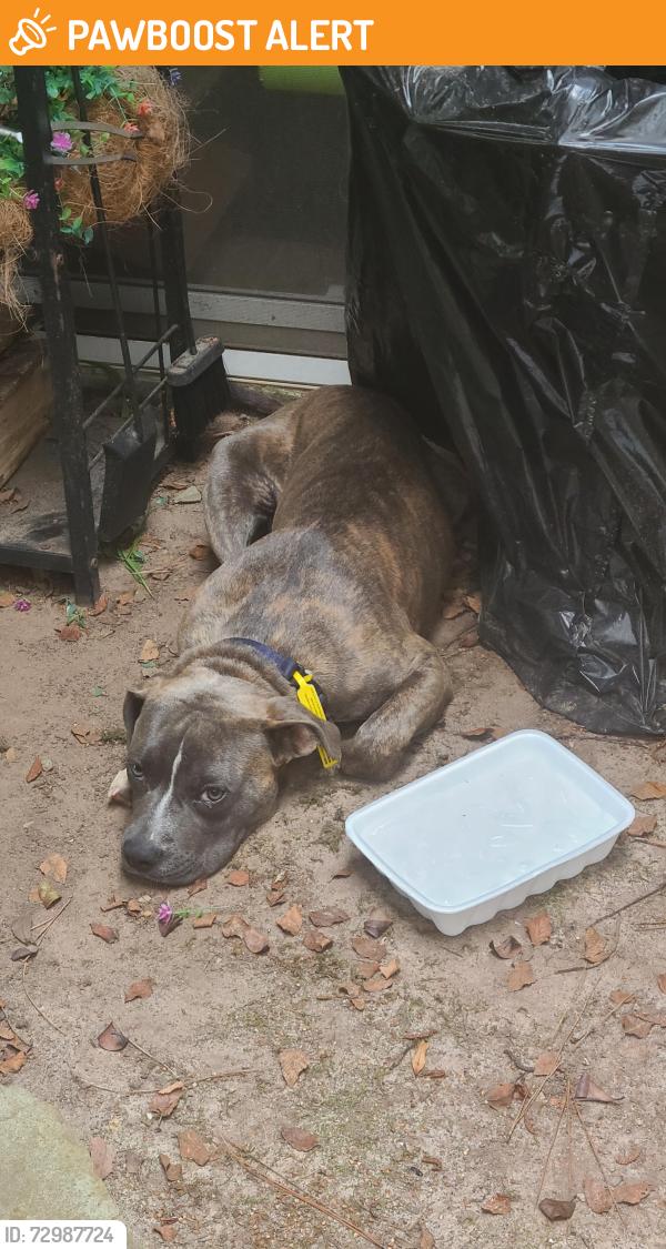 Found/Stray Male Dog last seen Wescott Golf Course (Harroway Rd & Markley Blvd), North Charleston, SC 29485