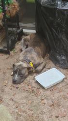 Found/Stray Male Dog last seen Wescott Golf Course (Harroway Rd & Markley Blvd), North Charleston, SC 29485