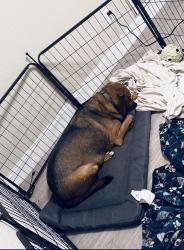 Lost Male Dog last seen Sublett & Matlock, Arlington, TX 76018