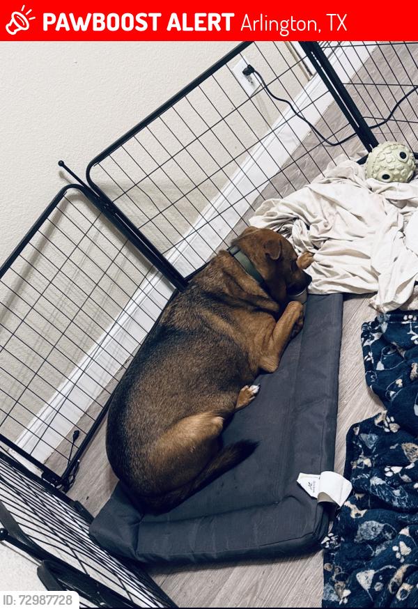 Lost Male Dog last seen Sublett & Matlock, Arlington, TX 76018