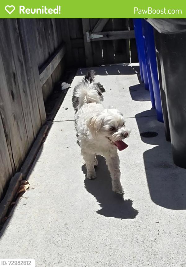 Reunited Male Dog last seen Boxwood Ave, San Leandro, CA 94579, USA, San Leandro, CA 94579