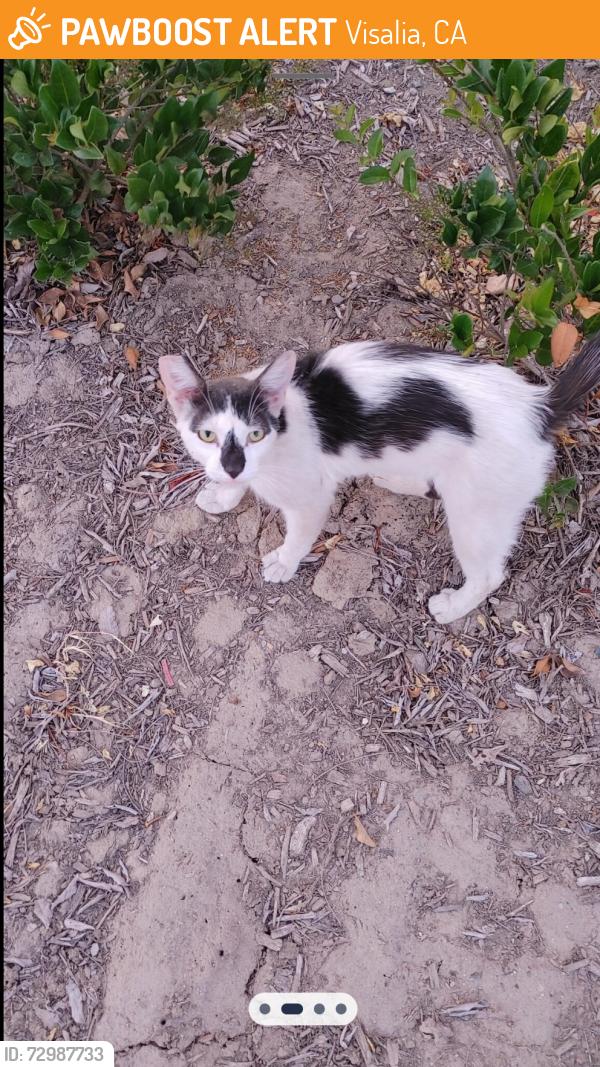 Found/Stray Male Cat last seen Cherry and lovers lane, Visalia, CA 93292