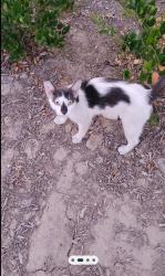 Found/Stray Male Cat last seen Cherry and lovers lane, Visalia, CA 93292