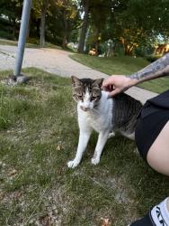 Found/Stray Unknown Cat last seen wentworth ave, Minneapolis, MN 55419
