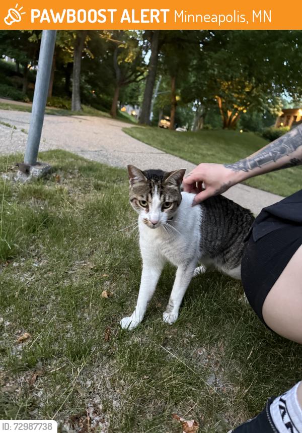Found/Stray Unknown Cat last seen wentworth ave, Minneapolis, MN 55419