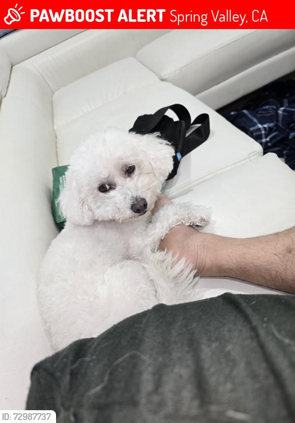 Lost Female Dog last seen Jamacha Rd and Grand Ave, Spring Valley, CA 91977