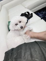 Lost Female Dog last seen Jamacha Rd and Grand Ave, Spring Valley, CA 91977