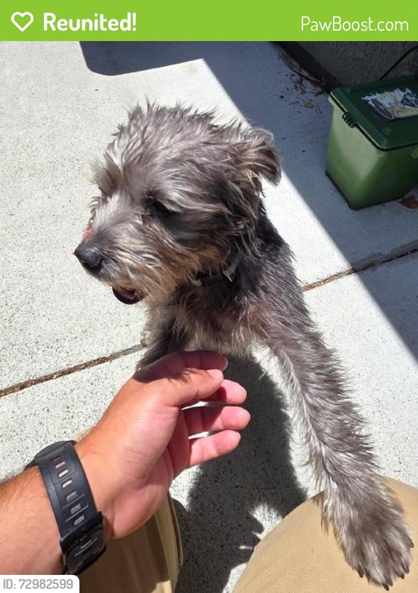 Reunited Female Dog last seen Boxwood Ave, San Leandro, CA 94579, USA, San Leandro, CA 94579