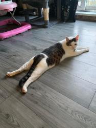 Reunited Male Cat last seen Pinfold street b69 4ap oldbury by the school, West Midlands, England B69 4AP