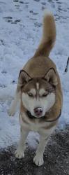 Reunited Female Dog last seen Bear Branch Rd & Salem Bottom Rd, Carroll County, MD 21784