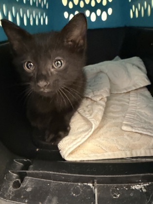 Shelter Stray Male Cat last seen on property, Homosassa, FL, 4030 S Airport Rd, Inverness, FL 34450, USA