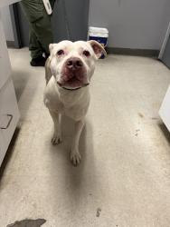 Shelter Stray Male Dog last seen , Gulfport, MS, 2615 25th Ave, Gulfport, MS 39501, USA