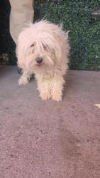 Shelter Stray Female Dog last seen Near Arron, CITY of El Paso, TX, 5001 Fred Wilson Ave, El Paso, TX 79906, USA