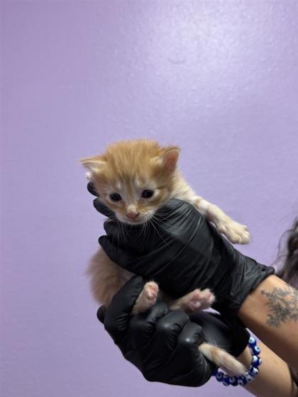 Shelter Stray Male Cat last seen Near Hercules Ave, CITY of El Paso, TX, 5001 Fred Wilson Ave, El Paso, TX 79906, USA