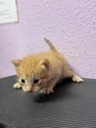 Shelter Stray Male Cat last seen Near Hercules Ave, CITY of El Paso, TX, 5001 Fred Wilson Ave, El Paso, TX 79906, USA