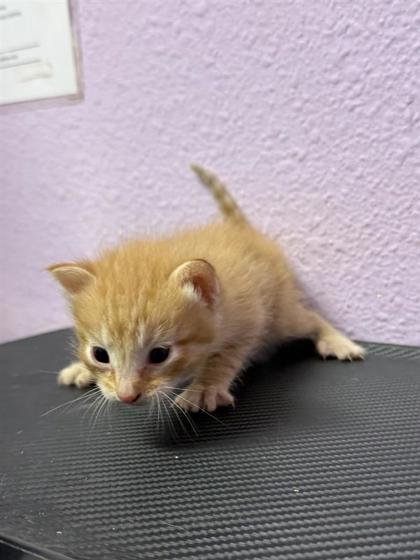 Shelter Stray Male Cat last seen Near Hercules Ave, CITY of El Paso, TX, 5001 Fred Wilson Ave, El Paso, TX 79906, USA