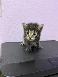 Shelter Stray Female Cat last seen Near Hercules Ave, CITY of El Paso, TX, 5001 Fred Wilson Ave, El Paso, TX 79906, USA