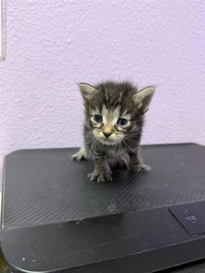 Shelter Stray Female Cat last seen Near Hercules Ave, CITY of El Paso, TX, 5001 Fred Wilson Ave, El Paso, TX 79906, USA