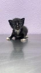 Shelter Stray Female Cat last seen Near Sparks Dr, CITY of El Paso, TX, 5001 Fred Wilson Ave, El Paso, TX 79906, USA