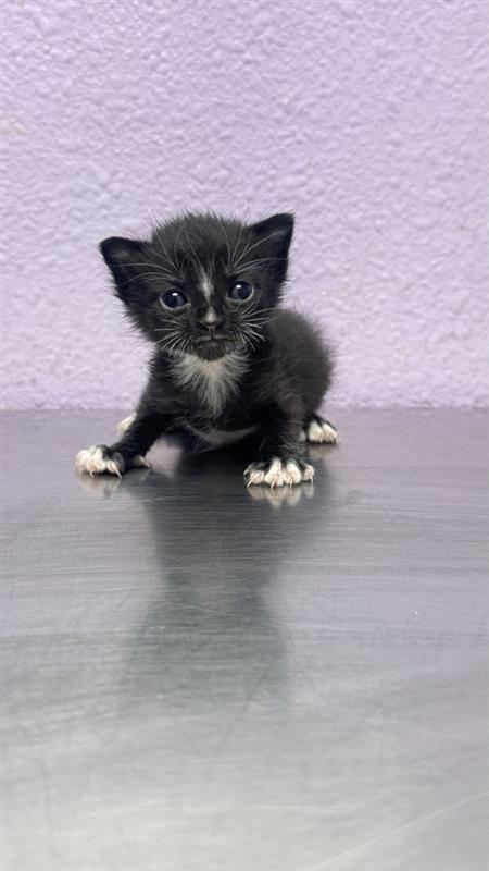 Shelter Stray Female Cat last seen Near Sparks Dr, CITY of El Paso, TX, 5001 Fred Wilson Ave, El Paso, TX 79906, USA