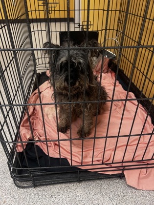 Shelter Stray Male Dog last seen Near S Bryan-Belt Line Rd, 75149, TX, 1650 Gross Rd, Mesquite, TX 75149, USA