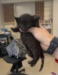 Shelter Stray Male Cat last seen Near S ewing Ave, Not Mesquite, TX, 1650 Gross Rd, Mesquite, TX 75149, USA