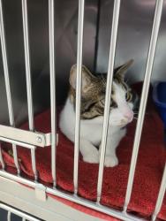 Shelter Stray Male Cat last seen Near Sanders Farm Cir, Westfield City, IN, 10501 Hague Rd, Fishers, IN 46038, USA