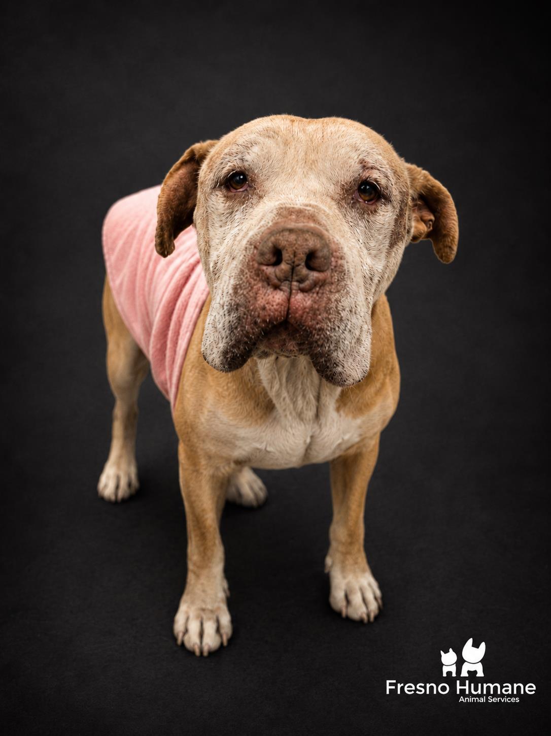 Shelter Stray Male Dog last seen E Mountain View Ave & S Clovis Ave, Selma Zone Fresno CO 3 93662, CA, 1510 W Dan Ronquillo Dr, Fresno, CA 93706, USA