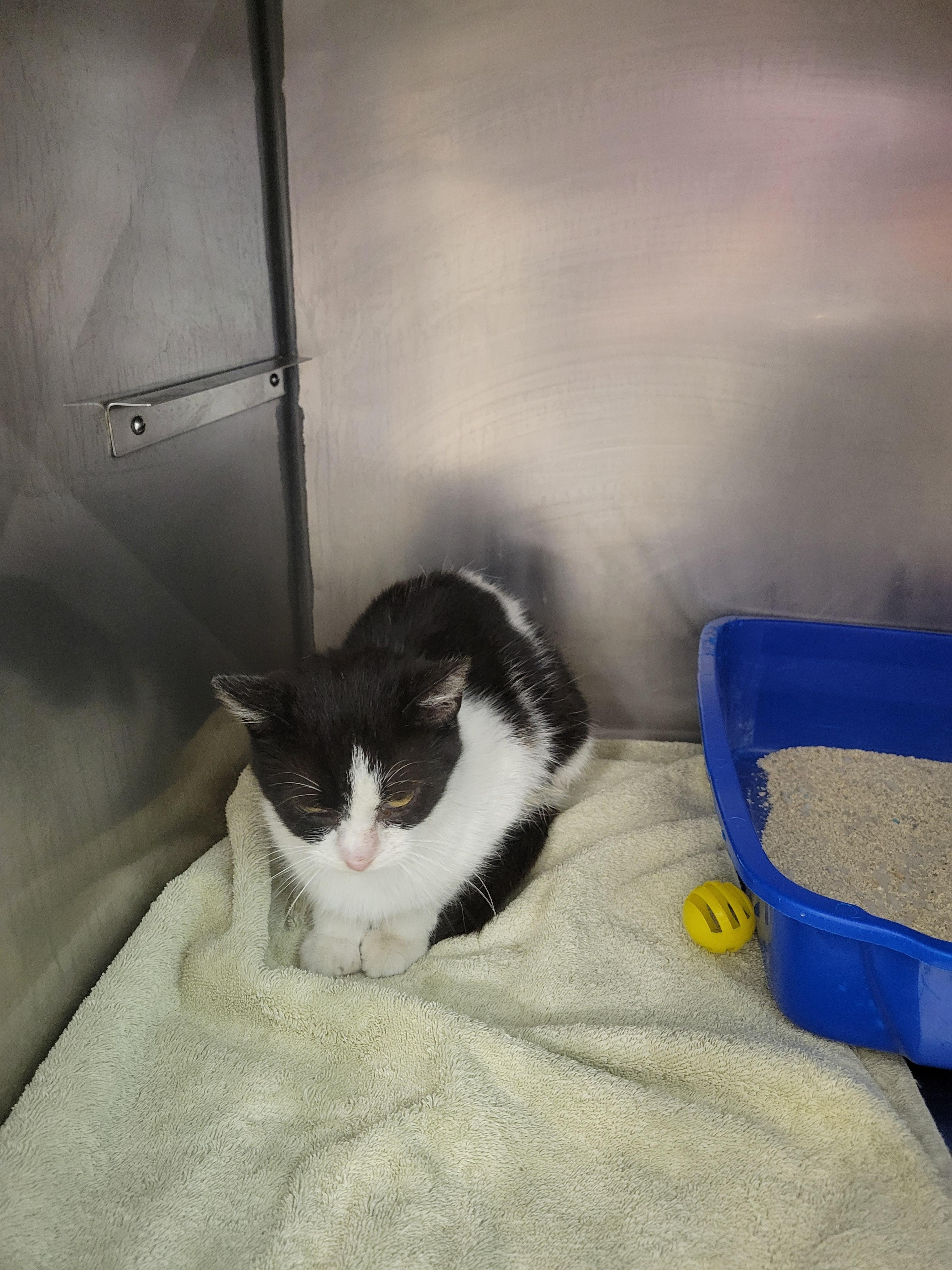 Shelter Stray Unknown Cat last seen Near District N Dr, HC Strays by Out of County Residents, IN, 10501 Hague Rd, Fishers, IN 46038, USA